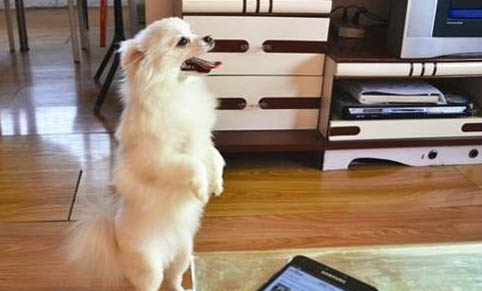 狗狗的合理的營養結構