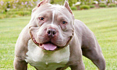 如何挑選惡霸犬幼犬