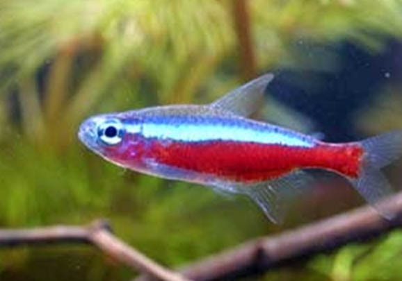 孔雀魚(yú)繁殖注意事項(xiàng)有哪些