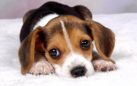馬犬怕冷嗎冬天