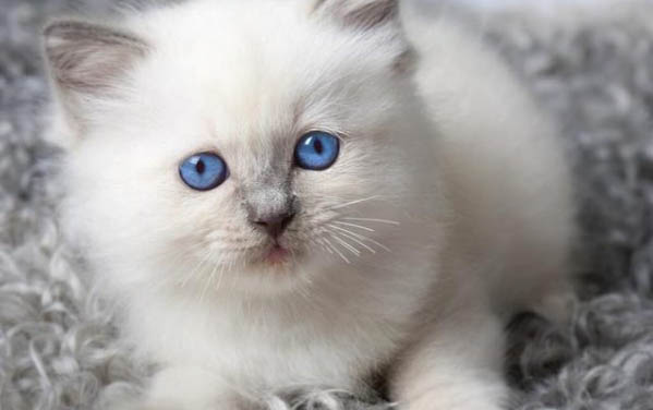 小貓嘴巴臭