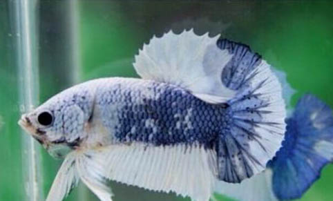 小精靈魚產卵了怎么辦