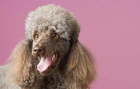 貴賓犬跟泰迪的區別