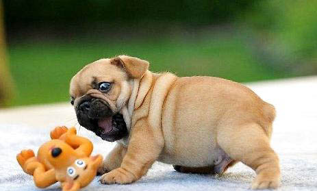 法國斗牛犬有狂犬病毒能活多久