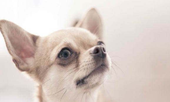 吉娃娃犬有哪些飼養(yǎng)和管理方法？