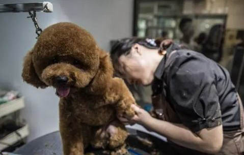 泰迪狗可以吃寵物火腿腸嗎