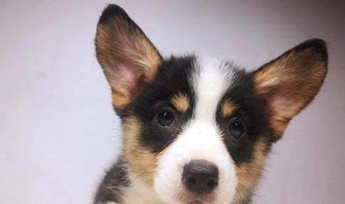 如何挑選可卡犬幼犬狗糧呢