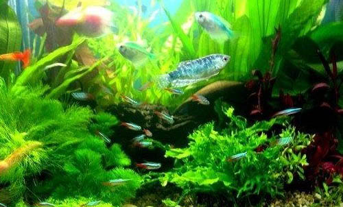 釣地圖魚打架怎么辦?