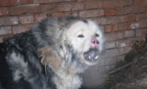 肥勒和波爾多獒犬哪個厲害