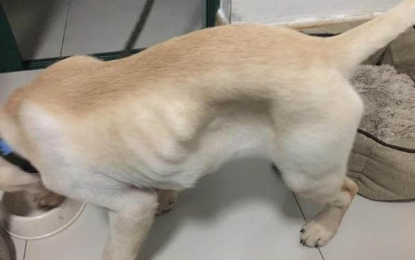 狗狗喜歡舔我下巴是什么意思