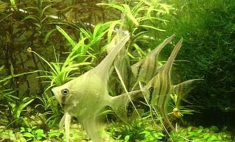 魚缸停電不發動怎么給魚增氧?