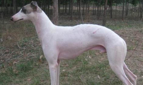 靈緹犬多少錢一只