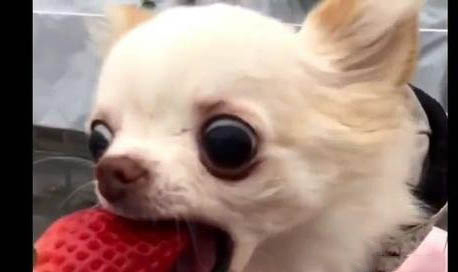 狗狗懷孕初期癥狀有哪些