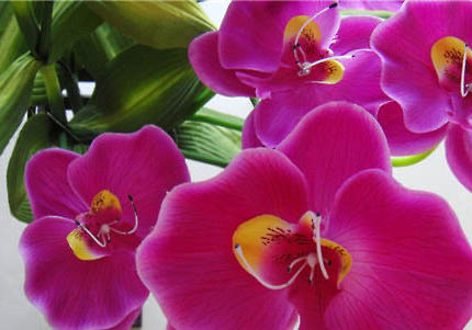 蝴蝶犬的飼養要點有哪些