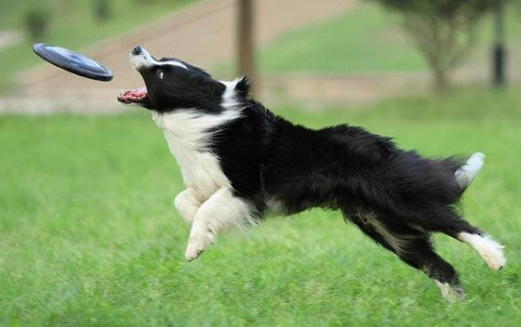 邊境牧羊犬如何訓練