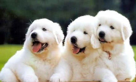大白熊犬為什么禁養
