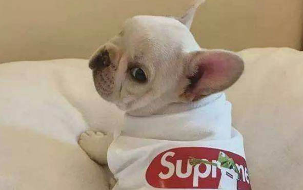 斗犬的品種有哪些