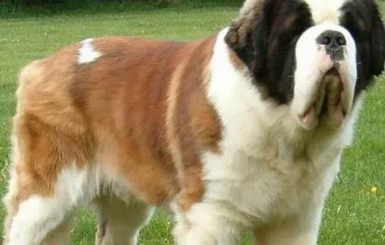 圣伯納犬幼犬多少錢一只