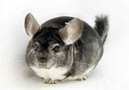 龍貓軟便的原因及處理方法