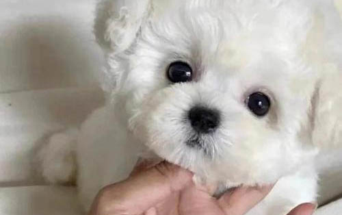 比熊和博美哪個貴？