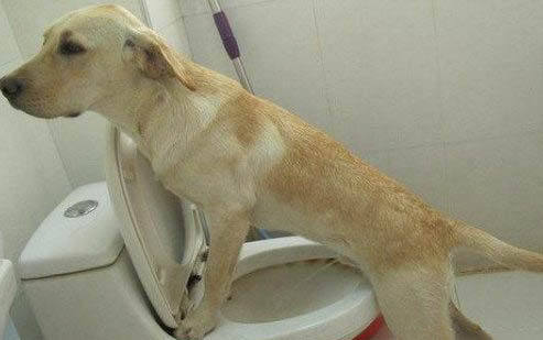 狗狗只嘔吐不腹瀉