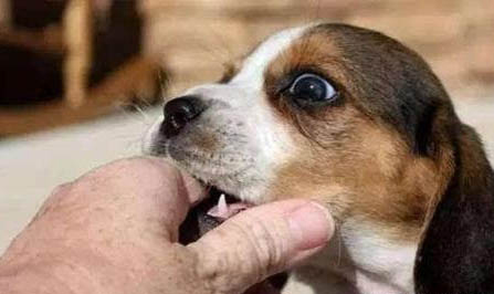 怎么看幼犬認主人了？