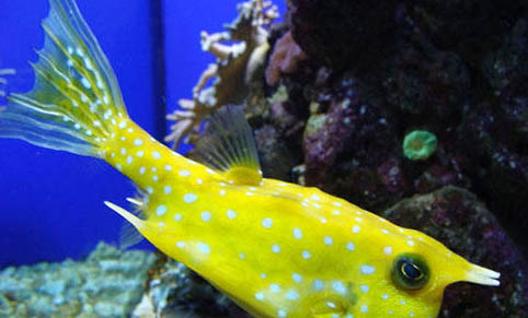 養金魚幾條最好
