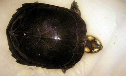 粗頸龜的品種簡介