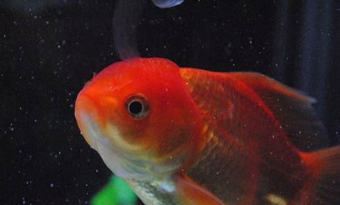 招財(cái)魚(yú)不吃魚(yú)食