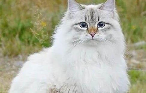 西伯利亞雪橇犬價格