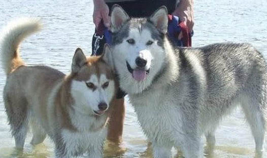 阿拉斯加犬大便不成型