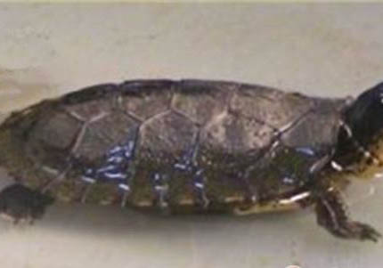 油彩木紋龜為什么沒人養(yǎng)