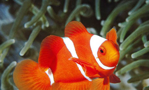 銀龍魚(yú)什么時(shí)候可以繁殖