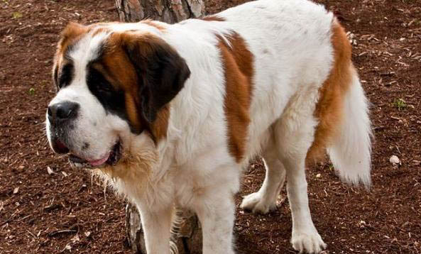 為什么要禁養圣伯納