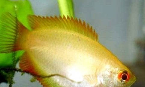 2.5號子線可以釣多大魚