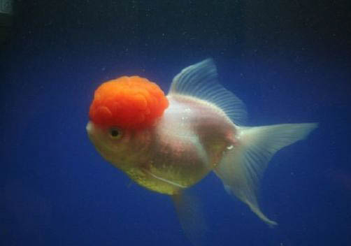 斑馬魚換水死亡的原因