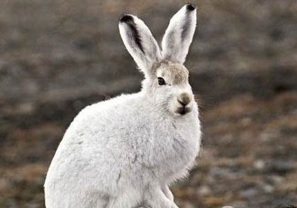 北極兔的特點: