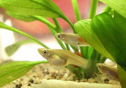食蚊魚多大可以繁殖