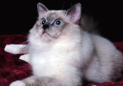 伯曼貓食欲不好的原因及處理方法