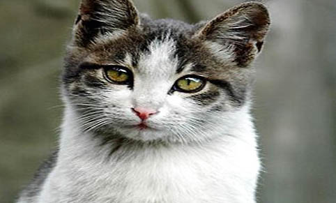 晚上睡覺發現貓吸人氣