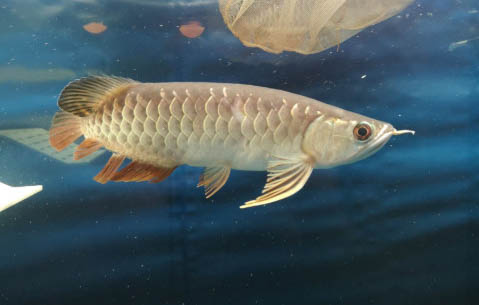 導(dǎo)致龍魚斷尾的原因有哪些
