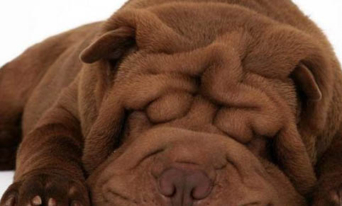 巴哥和法斗哪個更臭？