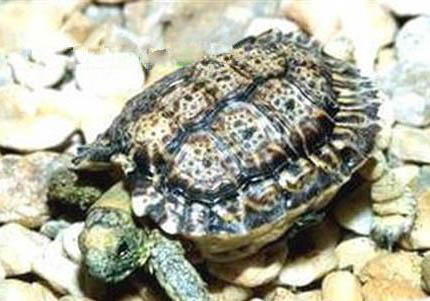 陸龜曬太陽曬多久