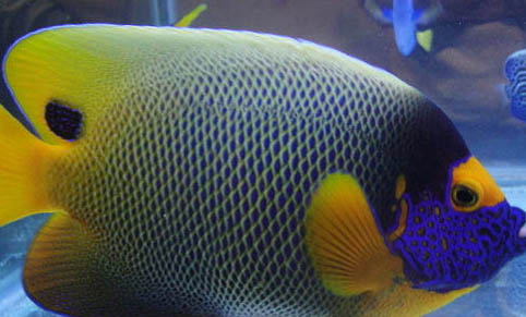 冷水觀賞魚有哪些品種