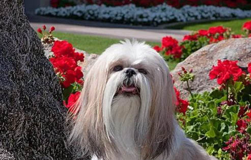 西施犬體溫39.5算不算發燒