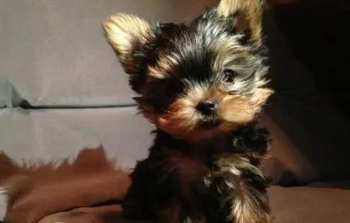 犬瘟會自愈嗎