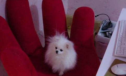 為什么狗狗會得犬瘟細小