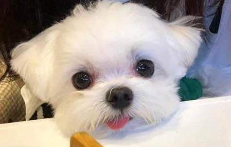 如何讓小狗愛吃狗糧