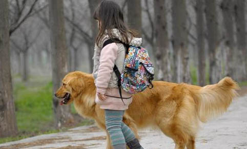 怎樣選擇小金毛犬