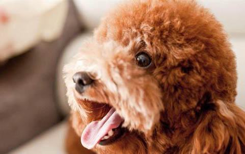 玩具體泰迪犬成年多少斤